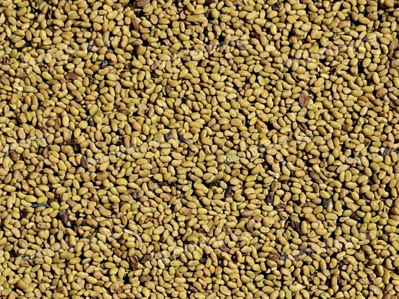 Szarvasi lucernamag, lucernamag eladó postai utánvéttel