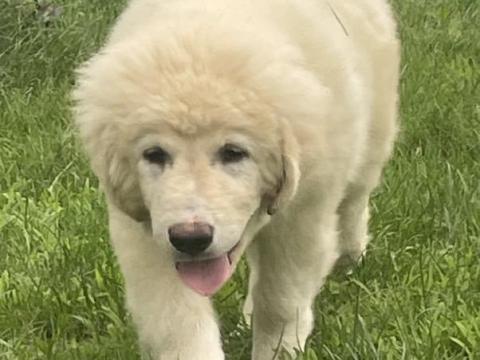 Kaukázusi juhász kiskutyák eladók