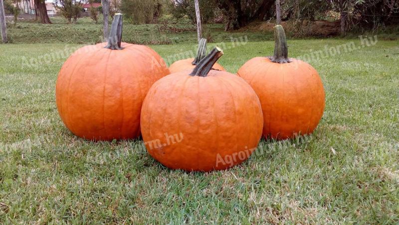 Halloween tök eladó