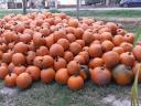 Halloween tök eladó