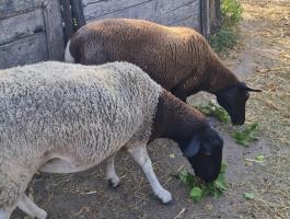 Dorper fiatal anyajuhok eladók