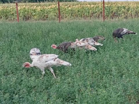 Tanyasi pulykák eladók Tanyasi pulykák eladók