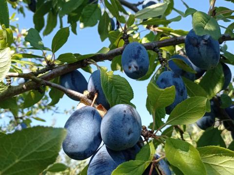 Eladó Stanley szilva Eladó Stanley szilva