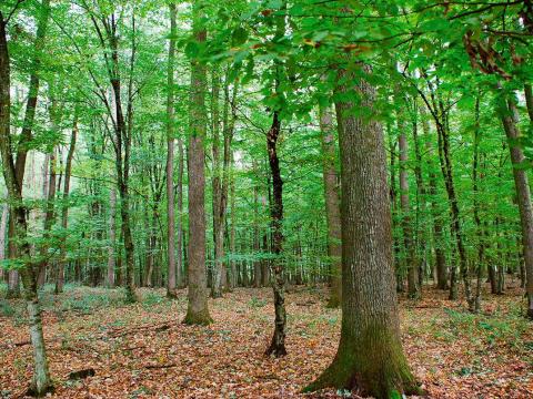 Egyedülálló lehetőség – belterületi őshonos fafajokból álló erdő Egyedülálló lehetőség – belterületi őshonos fafajokból álló erdő