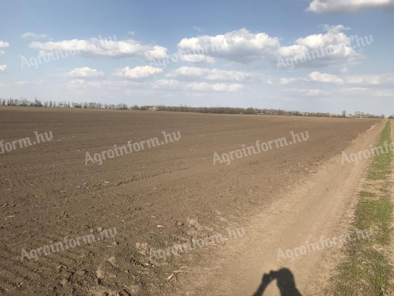 Termőföld,  szántó eladó Tótkomlóson