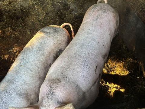 Hízó sertés Hízó sertés