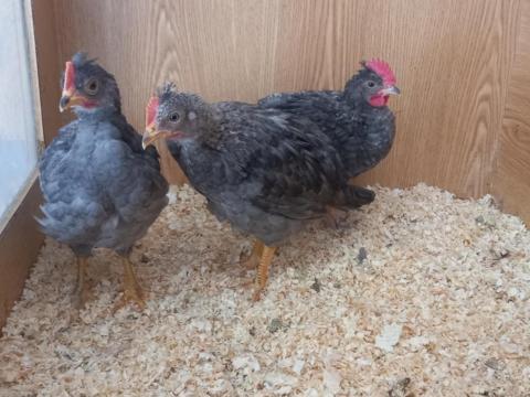 2 kék Silverudd's Blue x Cream Legbar kiskakas és 1 Olive Egger kiskakas eladó, kék vagy barna tojásszínt örökítő fajta 2 kék Silverudd's Blue x Cream Legbar kiskakas és 1 Olive Egger kiskakas eladó, kék vagy barna tojásszínt örökítő fajta