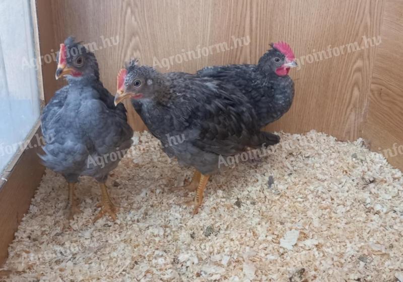 2 kék Silverudd's Blue x Cream Legbar kiskakas és 1 Olive Egger kiskakas eladó, kék vagy barna tojásszínt örökítő fajta