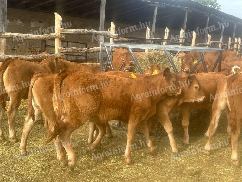 Limousin tenyészüszők törzstenyészetből eladók.