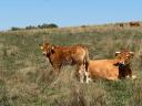 Limousin tenyészüszők törzstenyészetből eladók.