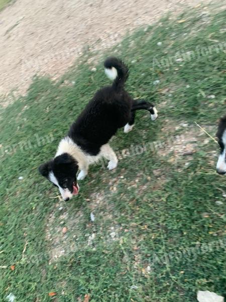 Border collie