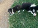 Border collie