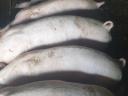 Eladó 7 db, 30-35 kg-os süldő malac