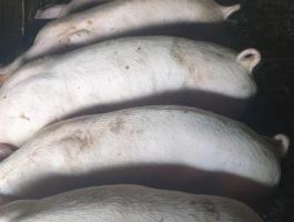 Eladó 7 db, 30-35 kg-os süldő malac