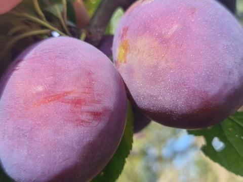 President (Prezident) szilva eladó – étkezési és cefre szilva nagy tételben President (Prezident) szilva eladó – étkezési és cefre szilva nagy tételben