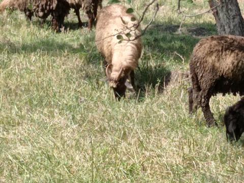 Eladó juhok a legjobb áron Eladó juhok a legjobb áron