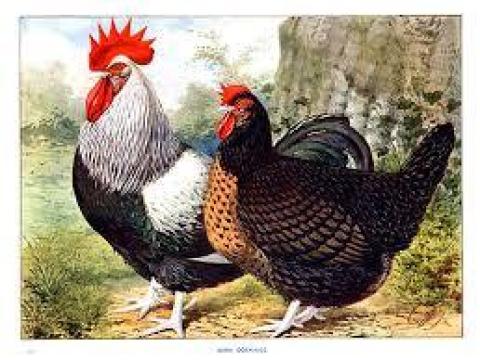 Baromfi gondozás melett keresek munkát ottlakásal Baromfi gondozás melett keresek munkát ottlakásal