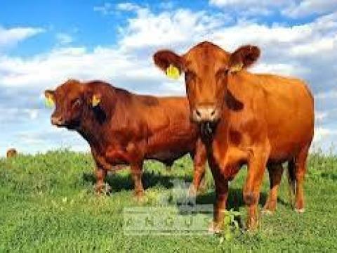 Marha melett keresek ottlakàsal munkát akár azonal Marha melett keresek ottlakàsal munkát akár azonal