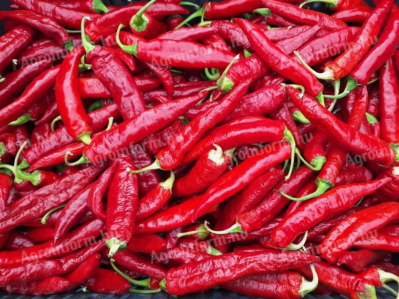 Fűszerpaprika eladó – friss termény szeptemberi szedéssel