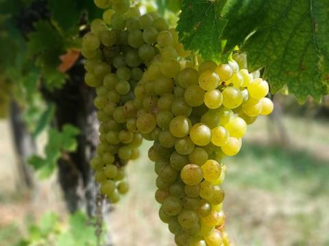 Muskotály szőlő eladó Muskotály szőlő eladó