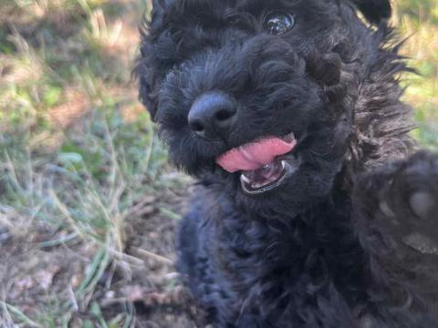 Puli jellegű kiskutyák gazdit keresnek