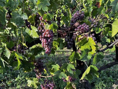 Eladó bor- és csemegeszőlő több fajtában Cserépfaluban Eladó bor- és csemegeszőlő több fajtában Cserépfaluban