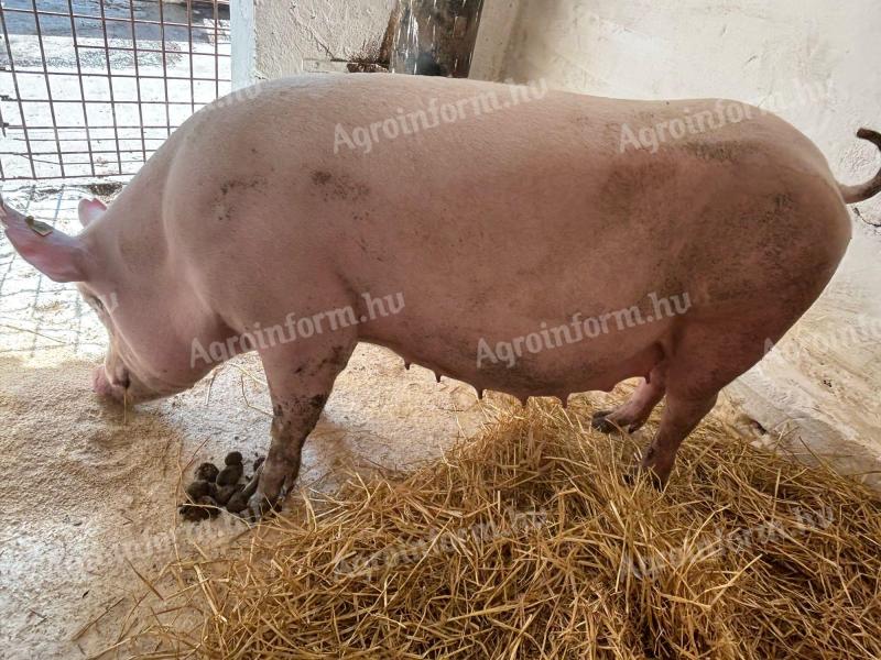 Törzskönyves nagy fehér koca Szeptemberi ellés eladó tempóval rakva