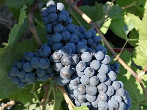 Kékfrankos szőlő eladó Kékfrankos szőlő eladó