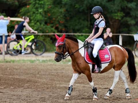 Szinte ingyen vagy csere. 8 hónapos Welsh csődörcsikó útlevéllel Gyulán Szinte ingyen vagy csere. 8 hónapos Welsh csődörcsikó útlevéllel Gyulán