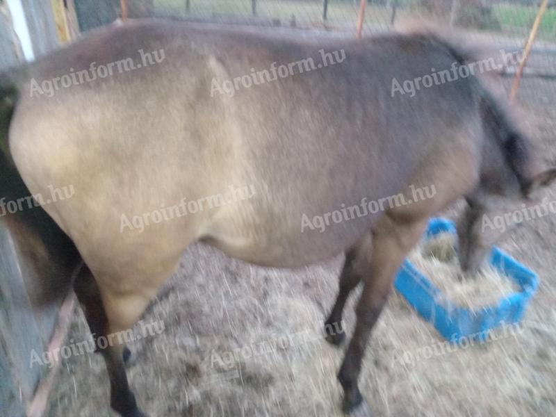 Wels póni jellegű, 6 hónapos csődör eladó