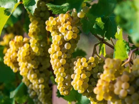 Chardonnay szőlő eladó Chardonnay szőlő eladó