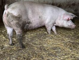 Topigs vemhes első ellésű koca eladó