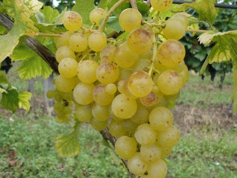 Muscat Ottonel borszőlő bornak pálinkának eladó Muscat Ottonel borszőlő bornak pálinkának eladó