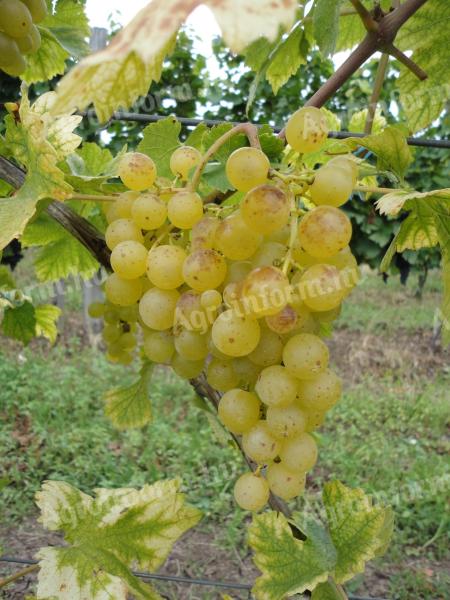 Muscat Ottonel borszőlő pálinkának eladó