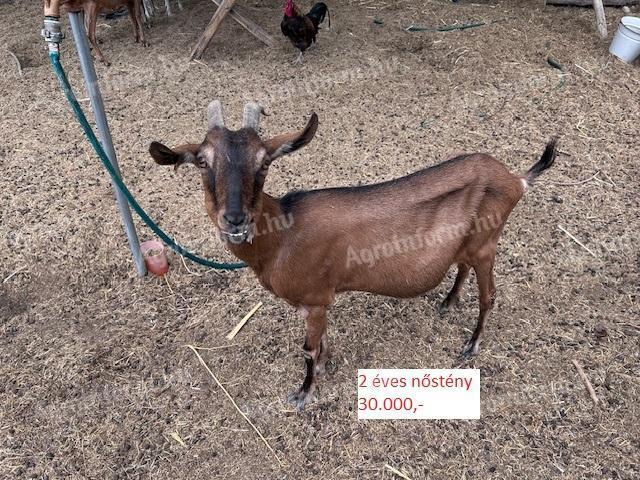 Kecskék eladók Albertirsán – nőstény és fiatal bak kecskék állományfrissítés miatt