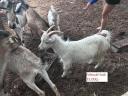 Kecskék eladók Albertirsán – nőstény és fiatal bak kecskék állományfrissítés miatt