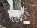 Kecskék eladók Albertirsán – nőstény és fiatal bak kecskék állományfrissítés miatt