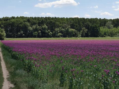 Étkezési mák eladó – Zénó Plus, friss termény, kedvező áron Étkezési mák eladó – Zénó Plus, friss termény, kedvező áron