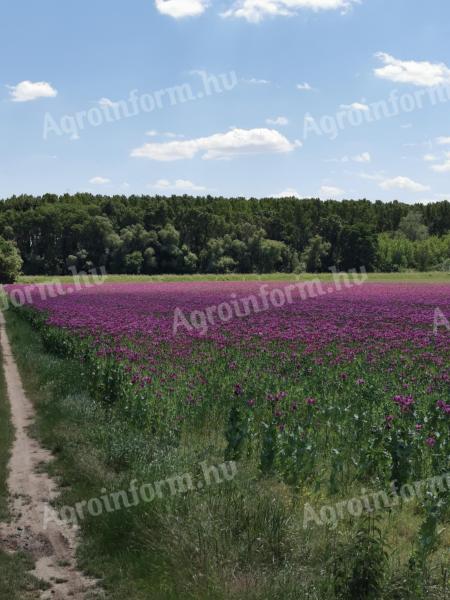 Étkezési mák eladó – Zénó Plus, friss termény, kedvező áron