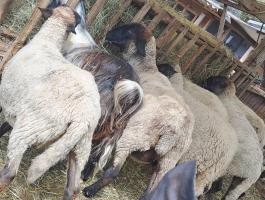 Suffolk jellegű anyajuhok eladók