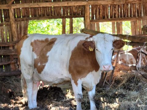 Vemhes magyartarka tehenek és magyartarka-holstein-fríz keverék tehén borjával eladó Vemhes magyartarka tehenek és magyartarka-holstein-fríz keverék tehén borjával eladó