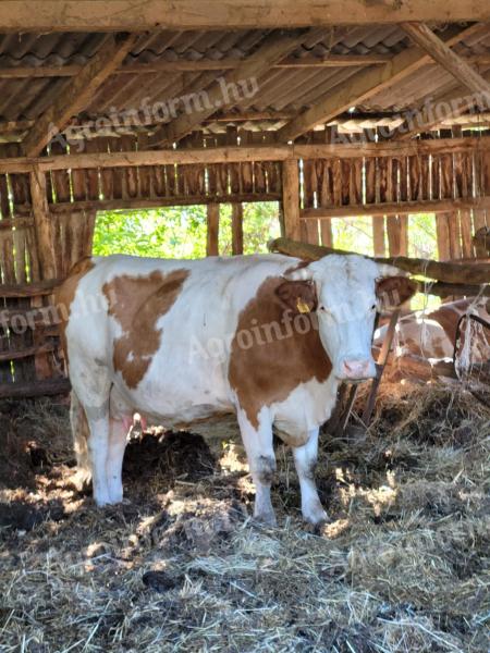 Vemhes magyartarka tehenek és magyartarka-holstein-fríz keverék tehén borjával eladó