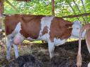 Vemhes magyartarka tehenek és magyartarka-holstein-fríz keverék tehén borjával eladó