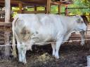 Vemhes magyartarka tehenek és magyartarka-holstein-fríz keverék tehén borjával eladó
