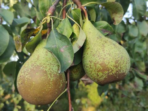 Conference körte Conference körte