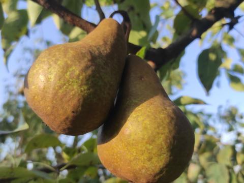 Bosc Kobak körte eladó Bosc Kobak körte eladó