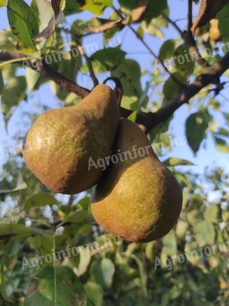 Bosc Kobak körte eladó