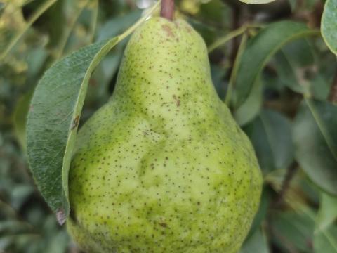 Packham's Triumph körte eladó Packham's Triumph körte eladó