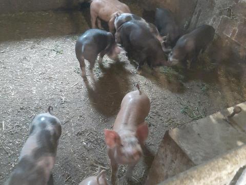 Kismalac eladó Kismalac eladó