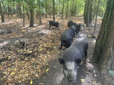 Tisztavérű minnesotai törpemalacok eladók Tisztavérű minnesotai törpemalacok eladók